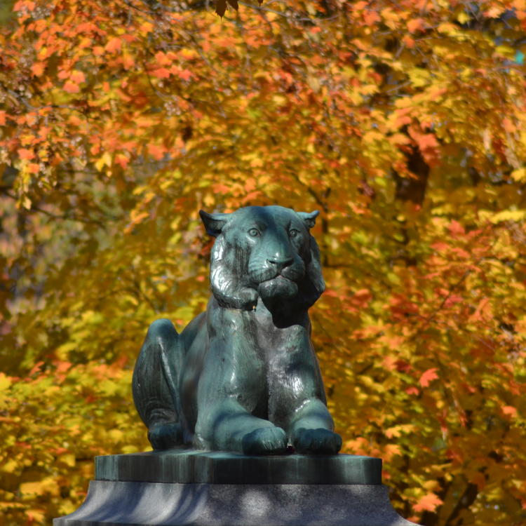 Princeton tiger in autumn