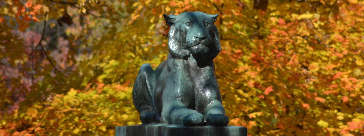 Princeton tiger in autumn